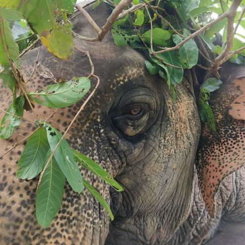 Elephant Museum & Jungle Walk – Ethical Elephant Experience with Seed Bombs & Forest Walk in Koh Samui 2