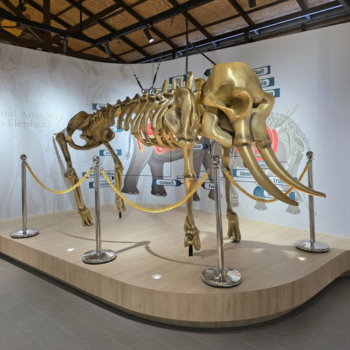 Elephant Museum & Jungle Walk – Ethical Elephant Experience with Seed Bombs & Forest Walk in Koh Samui 3