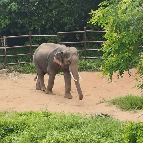 Elephant Shelter Sanctuary with Skywalk in Koh Samui - Transfer service Included 3