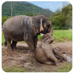 Koh Samui Home of Elephants – Half‑Day Ethical Sanctuary Visit with Feeding, Mud Bath & Vegetarian Lunch