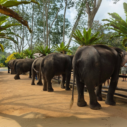 Koh Samui Home of Elephants – Half‑Day Ethical Sanctuary Visit with Feeding, Mud Bath & Vegetarian Lunch 2