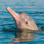 Pink Dolphin Tour from Koh Samui – Khanom, Pancake Rock & Pig Island 3