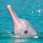Pink Dolphin Tour from Koh Samui – Khanom, Pancake Rock & Pig Island 8