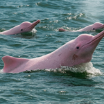 Pink Dolphin Tour from Koh Samui – Khanom, Pancake Rock & Pig Island 1