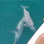 Pink Dolphin Tour from Koh Samui – Khanom, Pancake Rock & Pig Island 10