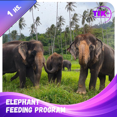 Elephant Food Package – Feeding Experience with Rescued Elephants in Koh Samui