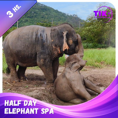 Koh Samui Home of Elephants  – Half‑Day Ethical Sanctuary Visit with Feeding, Mud Bath & Vegetarian Lunch