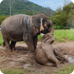 Koh Samui Home of Elephants – Half‑Day Ethical Sanctuary Visit with Feeding, Mud Bath & Vegetarian Lunch