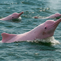 PINK DOLPHIN & PANCAKE ROCK