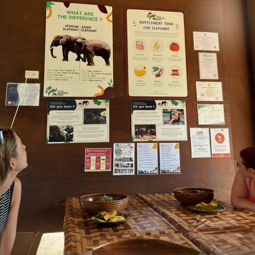 Elephant Food Package – Feeding Experience with Rescued Elephants in Koh Samui 5