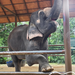 Elephant Food Package – Feeding Experience with Rescued Elephants in Koh Samui 7