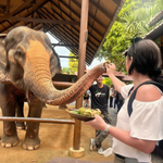 Elephant Food Package – Feeding Experience with Rescued Elephants in Koh Samui 8