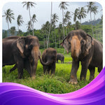 Elephant Food Package – Feeding Experience with Rescued Elephants in Koh Samui 2