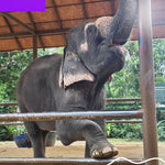 Elephant Food Package – Feeding Experience with Rescued Elephants in Koh Samui 6