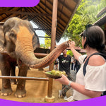 Elephant Food Package – Feeding Experience with Rescued Elephants in Koh Samui 9