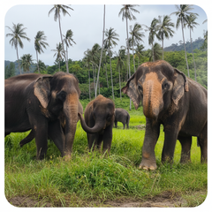 Elephant Food Package – Feeding Experience with Rescued Elephants in Koh Samui