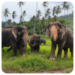 Elephant Food Package – Feeding Experience with Rescued Elephants in Koh Samui 1