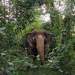 Elephant Museum & Jungle Walk – Ethical Elephant Experience with Seed Bombs & Forest Walk in Koh Samui 10