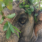 Elephant Museum & Jungle Walk – Ethical Elephant Experience with Seed Bombs & Forest Walk in Koh Samui 2