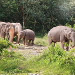 Elephant Museum & Jungle Walk – Ethical Elephant Experience with Seed Bombs & Forest Walk in Koh Samui 6