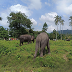 Elephant Museum & Jungle Walk – Ethical Elephant Experience with Seed Bombs & Forest Walk in Koh Samui 8