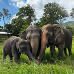 Elephant Museum & Jungle Walk – Ethical Elephant Experience with Seed Bombs & Forest Walk in Koh Samui 9