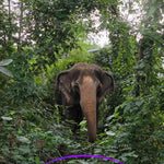 Elephant Museum & Jungle Walk – Ethical Elephant Experience with Seed Bombs & Forest Walk in Koh Samui 10