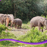 Elephant Museum & Jungle Walk – Ethical Elephant Experience with Seed Bombs & Forest Walk in Koh Samui 11
