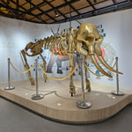 Elephant Museum & Jungle Walk – Ethical Elephant Experience with Seed Bombs & Forest Walk in Koh Samui 12