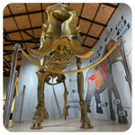 Elephant Museum & Jungle Walk – Ethical Elephant Experience with Seed Bombs & Forest Walk in Koh Samui 2