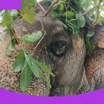 Elephant Museum & Jungle Walk – Ethical Elephant Experience with Seed Bombs & Forest Walk in Koh Samui 5