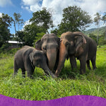 Elephant Museum & Jungle Walk – Ethical Elephant Experience with Seed Bombs & Forest Walk in Koh Samui 6