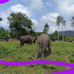 Elephant Museum & Jungle Walk – Ethical Elephant Experience with Seed Bombs & Forest Walk in Koh Samui 7