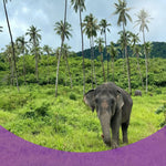 Elephant Museum & Jungle Walk – Ethical Elephant Experience with Seed Bombs & Forest Walk in Koh Samui 8