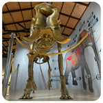 Elephant Museum & Jungle Walk – Ethical Elephant Experience with Seed Bombs & Forest Walk in Koh Samui 1