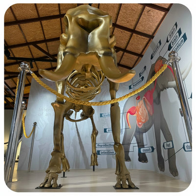 Elephant Museum & Jungle Walk – Ethical Elephant Experience with Seed Bombs & Forest Walk in Koh Samui — TourInKohSamui.com — clean hero