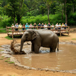 Elephant Shelter Sanctuary with Skywalk in Koh Samui - Transfer service Included 1