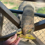 Elephant Shelter Sanctuary with Skywalk in Koh Samui - Transfer service Included 8