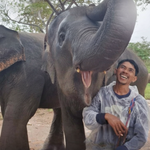 Elephant Shelter Sanctuary with Skywalk in Koh Samui - Transfer service Included 9