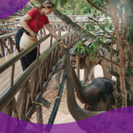 Elephant Shelter Sanctuary with Skywalk in Koh Samui - Transfer service Included 12