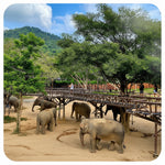 Elephant Shelter Sanctuary with Skywalk in Koh Samui - Transfer service Included 2