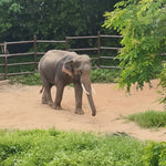 Elephant Shelter Sanctuary with Skywalk in Koh Samui - Transfer service Included 3