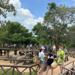 Elephant Shelter Sanctuary with Skywalk in Koh Samui - Transfer service Included 6