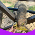 Elephant Shelter Sanctuary with Skywalk in Koh Samui - Transfer service Included 8