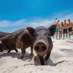 Authentic Fisherman Heritage Unique Experience: Kayaks & Ethical Pig Island from Koh Samui 2