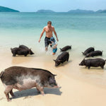 Authentic Fisherman Heritage Unique Experience: Kayaks & Ethical Pig Island from Koh Samui 3
