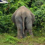 Koh Samui Home of Elephants  – Half‑Day Ethical Sanctuary Visit with Feeding, Mud Bath & Vegetarian Lunch 12
