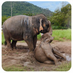 Koh Samui Home of Elephants  – Half‑Day Ethical Sanctuary Visit with Feeding, Mud Bath & Vegetarian Lunch 1