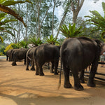 Koh Samui Home of Elephants  – Half‑Day Ethical Sanctuary Visit with Feeding, Mud Bath & Vegetarian Lunch 2