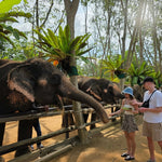 Koh Samui Home of Elephants  – Half‑Day Ethical Sanctuary Visit with Feeding, Mud Bath & Vegetarian Lunch 3